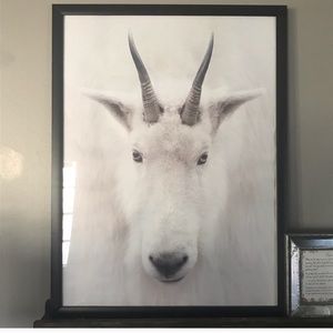 Goat Art Print